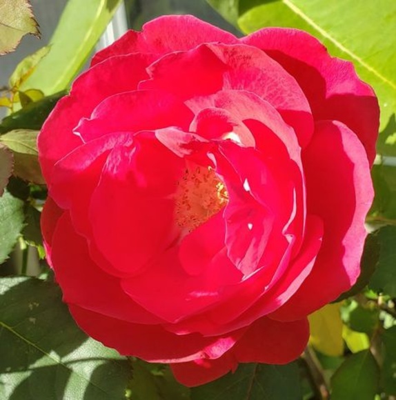 Meet your Posher, Cheri - Picture 1 of 1